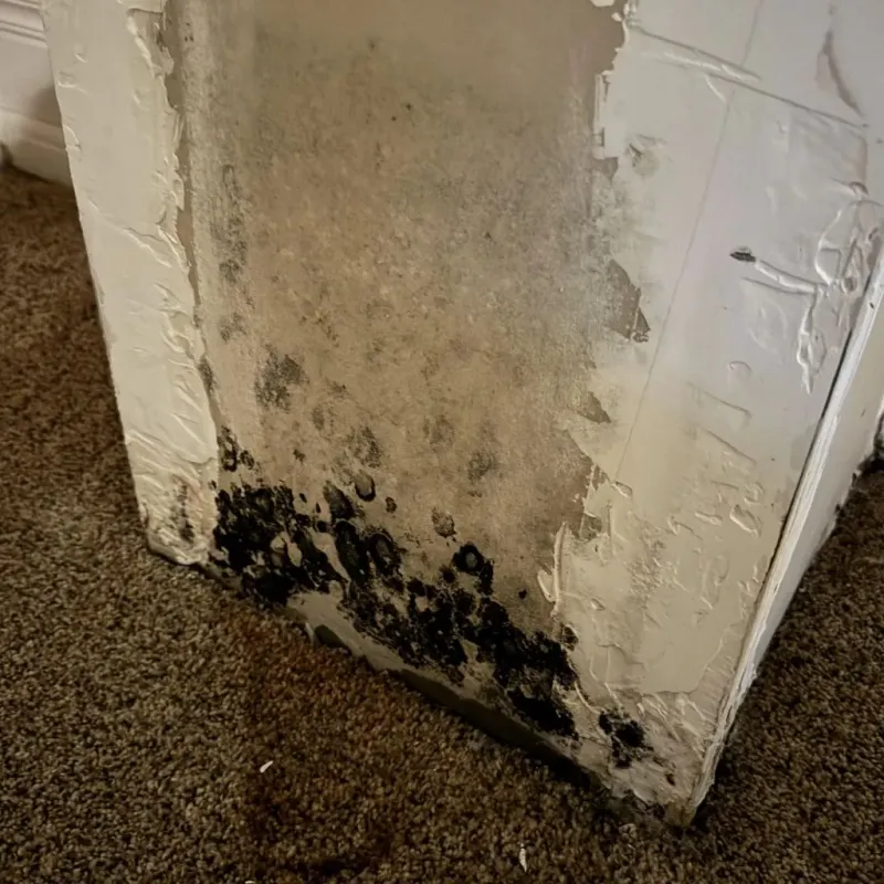 Professional Mold Removal in Hinton, OK